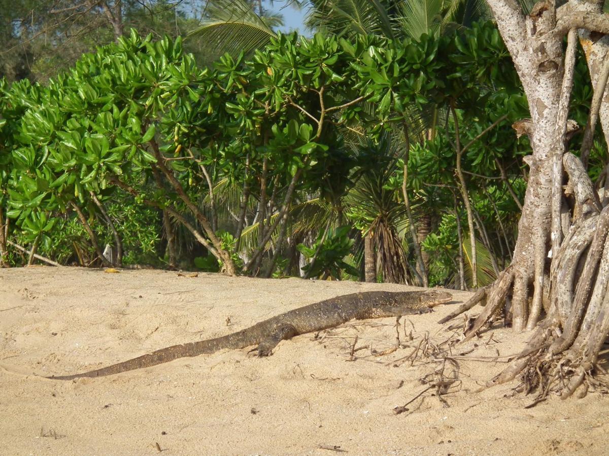 Willa Coconut Island Tangalle Zewnętrze zdjęcie