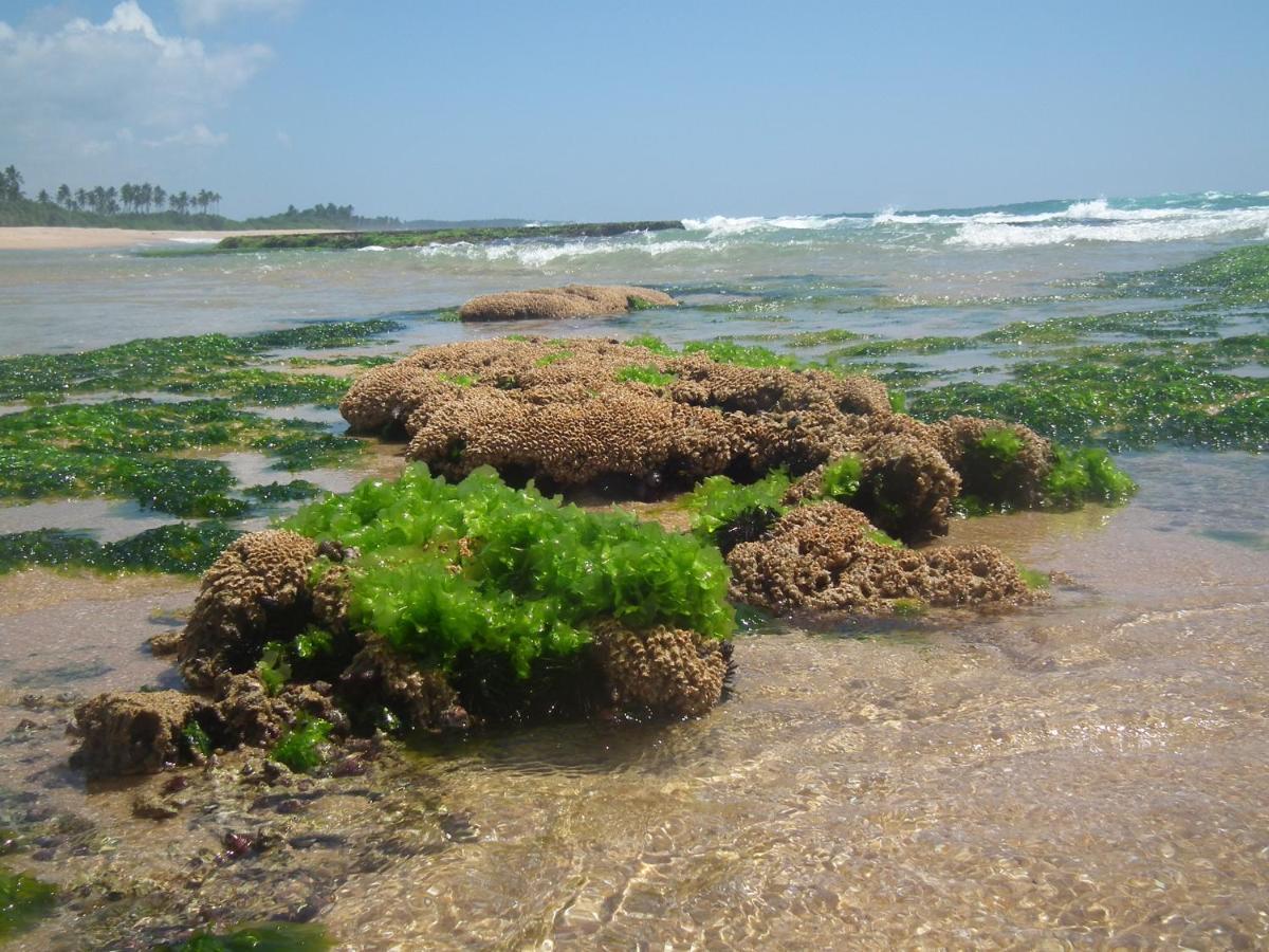 Willa Coconut Island Tangalle Zewnętrze zdjęcie